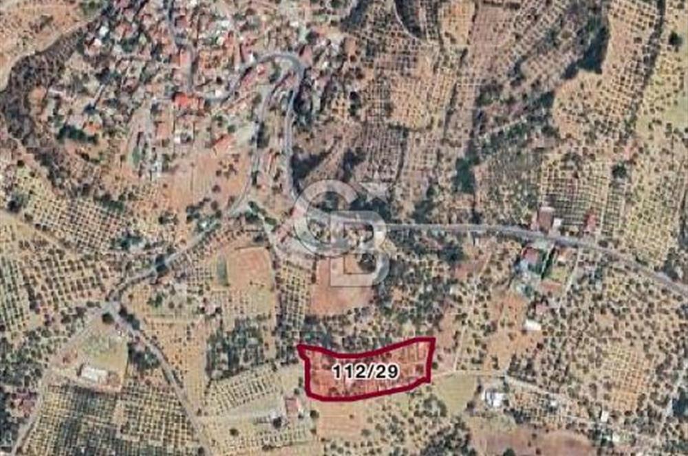 Museland-Torbalı'da Satılık Zeytinlik ve Prefabrik Ev 