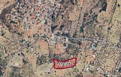 Museland-Torbalı'da Satılık Zeytinlik ve Prefabrik Ev 