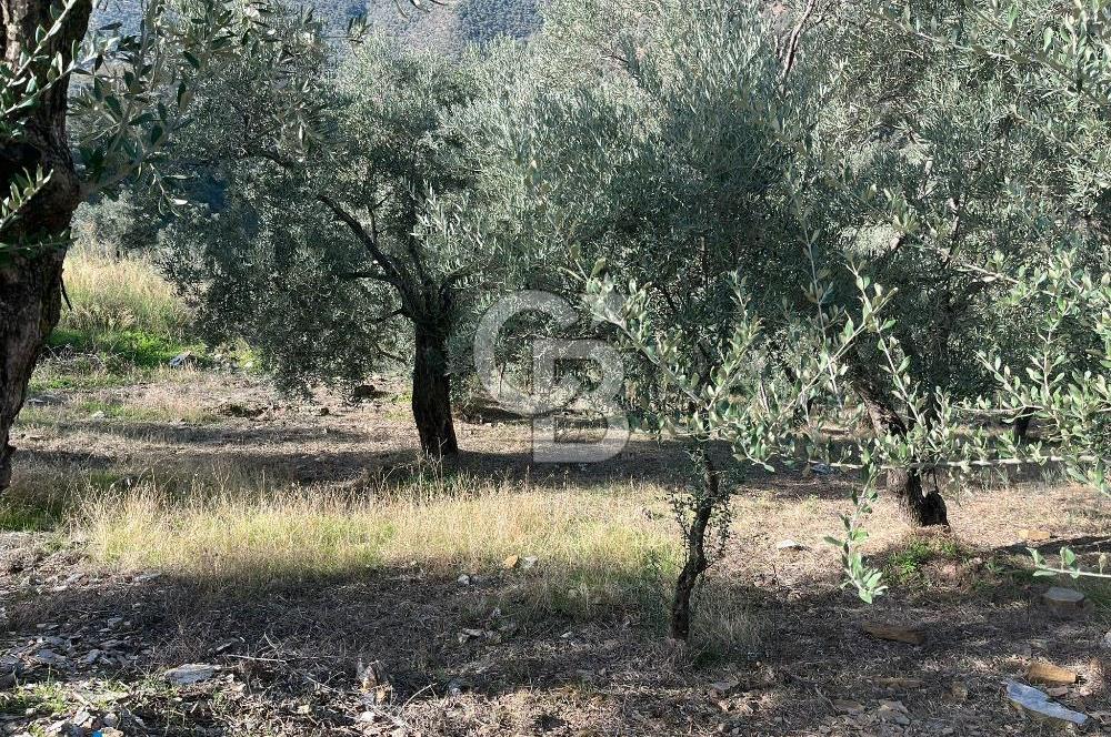 Bayındır Söğütören Yolu Olan Müstakil Tapu Satılık Zeytinlik
