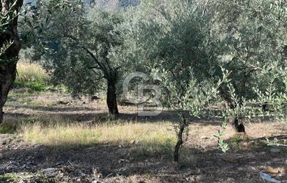 Bayındır Söğütören Yolu Olan Müstakil Tapu Satılık Zeytinlik