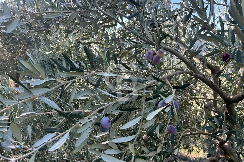 Bayındır Söğütören Yolu Olan Müstakil Tapu Satılık Zeytinlik