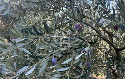 Bayındır Söğütören Yolu Olan Müstakil Tapu Satılık Zeytinlik