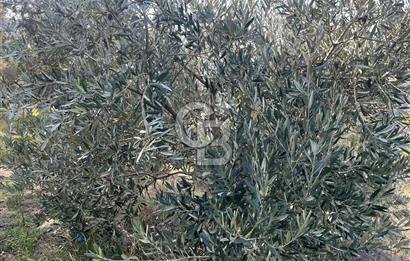 Bayındır Söğütören Yolu Olan Müstakil Tapu Satılık Zeytinlik