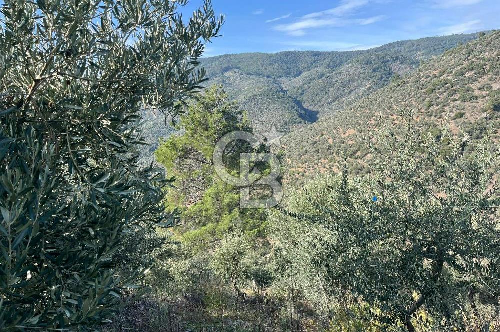 Bayındır Söğütören Yolu Olan Müstakil Tapu Satılık Zeytinlik