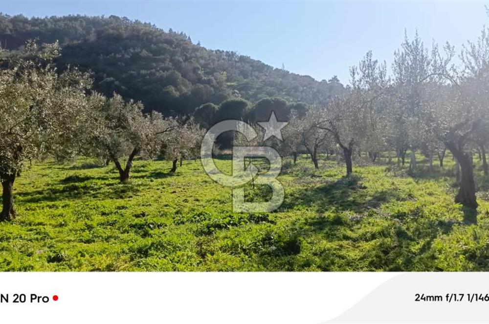 Dikili Turizm İmarlı İçinde 3 Adet Çiftlik Evi 11.450M2 Satılık