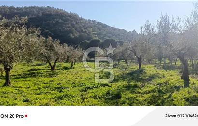 Dikili Turizm İmarlı İçinde 3 Adet Çiftlik Evi 11.450M2 Satılık