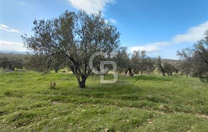 ALİAĞA YUKARIŞAKRAN’DA DENİZ MANZARALI 2.913 m² ZEYTİNLİK