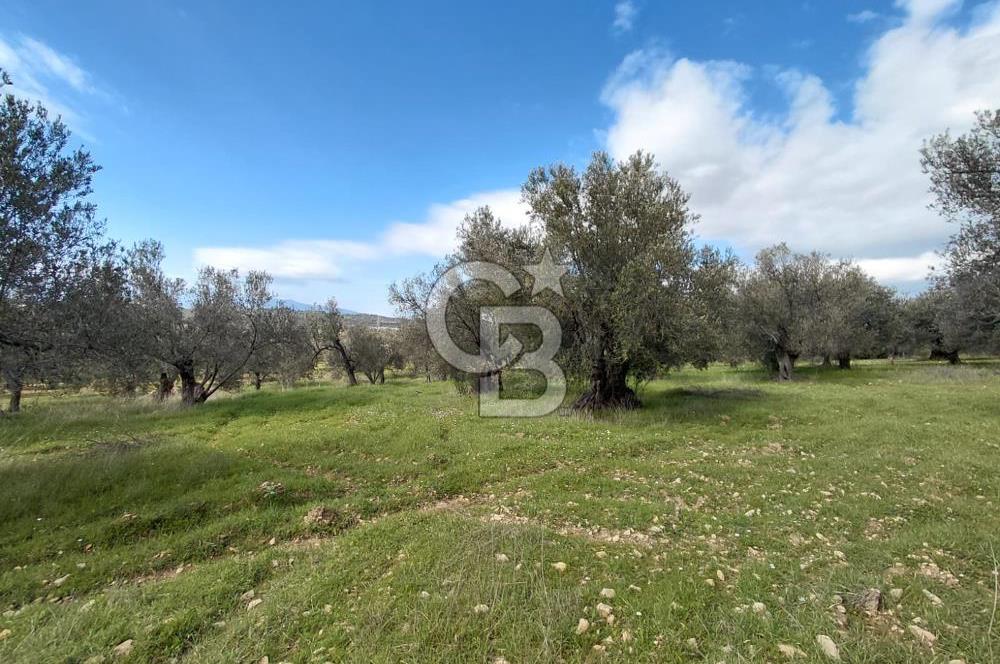 ALİAĞA YUKARIŞAKRAN’DA DENİZ MANZARALI 2.913 m² ZEYTİNLİK