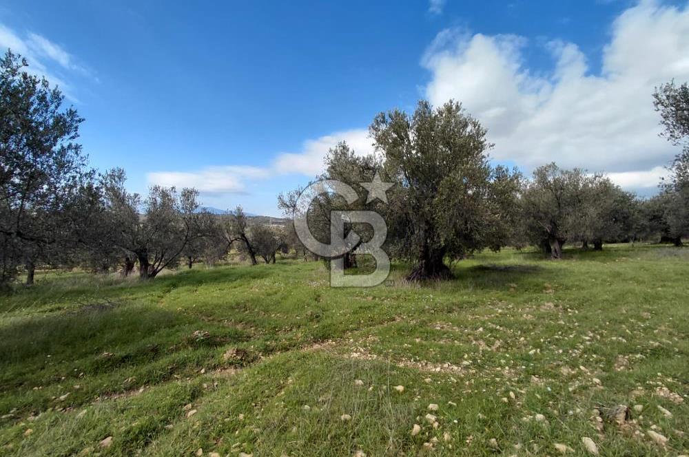 ALİAĞA YUKARIŞAKRAN’DA DENİZ MANZARALI 2.913 m² ZEYTİNLİK