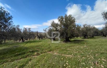 ALİAĞA YUKARIŞAKRAN’DA DENİZ MANZARALI 2.913 m² ZEYTİNLİK