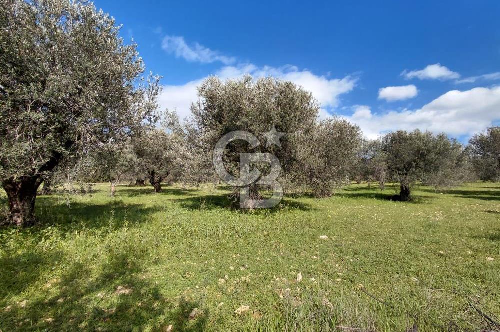 ALİAĞA YUKARIŞAKRAN’DA DENİZ MANZARALI 2.913 m² ZEYTİNLİK