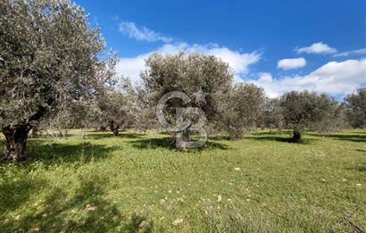 ALİAĞA YUKARIŞAKRAN’DA DENİZ MANZARALI 2.913 m² ZEYTİNLİK