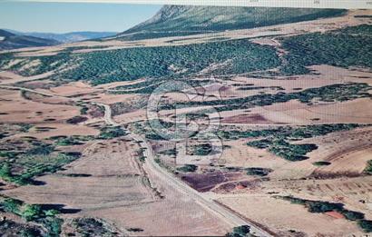 BİLECİK GÖLPAZARI BAYATTA SATILIK TARIM ARAZİSİ