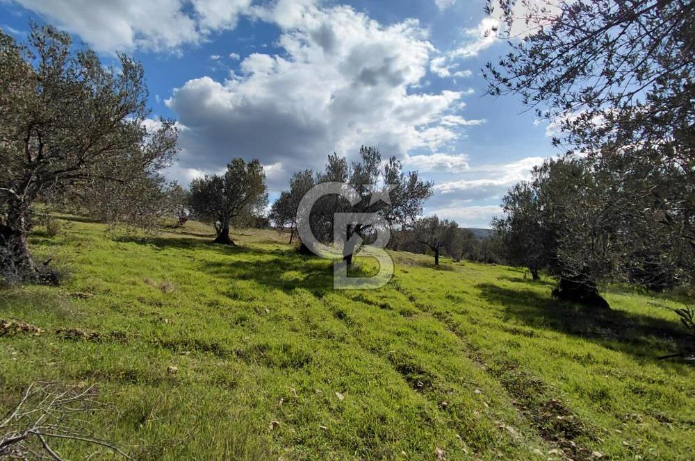 ALİAĞA YUKARIŞAKRAN’DA DENİZ MANZARALI 2.913 m² ZEYTİNLİK