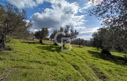 ALİAĞA YUKARIŞAKRAN’DA DENİZ MANZARALI 2.913 m² ZEYTİNLİK