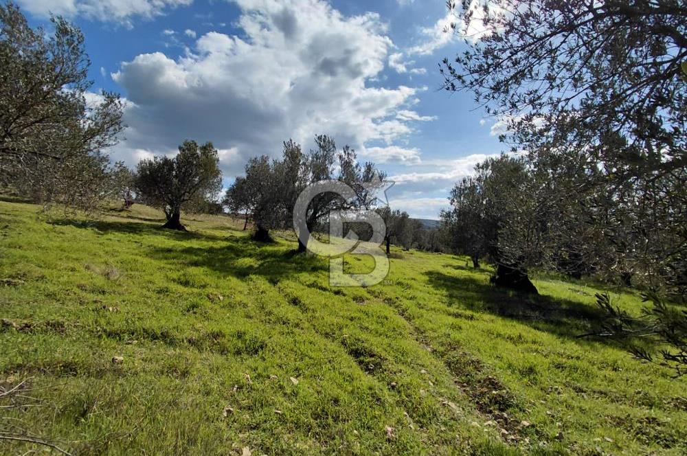 ALİAĞA YUKARIŞAKRAN’DA DENİZ MANZARALI 2.913 m² ZEYTİNLİK