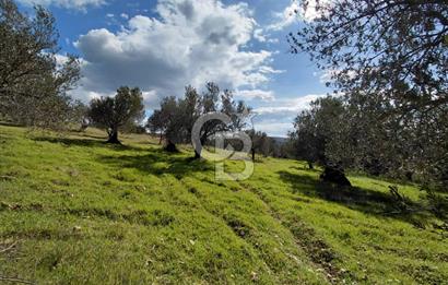 ALİAĞA YUKARIŞAKRAN’DA DENİZ MANZARALI 2.913 m² ZEYTİNLİK