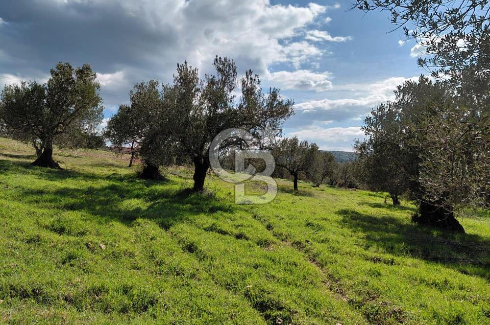 ALİAĞA YUKARIŞAKRAN’DA DENİZ MANZARALI 2.913 m² ZEYTİNLİK