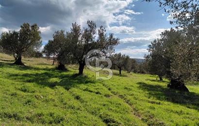 ALİAĞA YUKARIŞAKRAN’DA DENİZ MANZARALI 2.913 m² ZEYTİNLİK