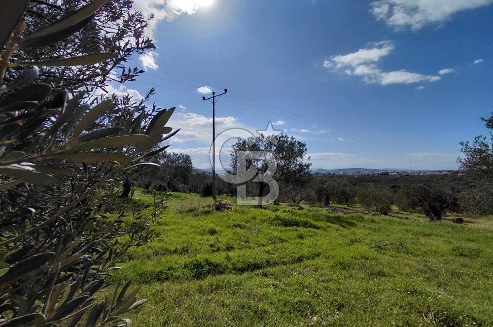 ALİAĞA YUKARIŞAKRAN’DA DENİZ MANZARALI 2.913 m² ZEYTİNLİK