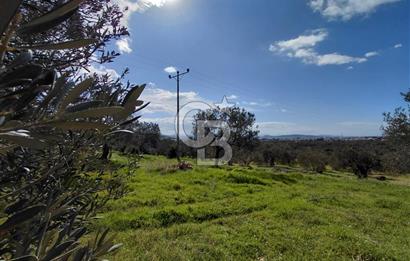 ALİAĞA YUKARIŞAKRAN’DA DENİZ MANZARALI 2.913 m² ZEYTİNLİK