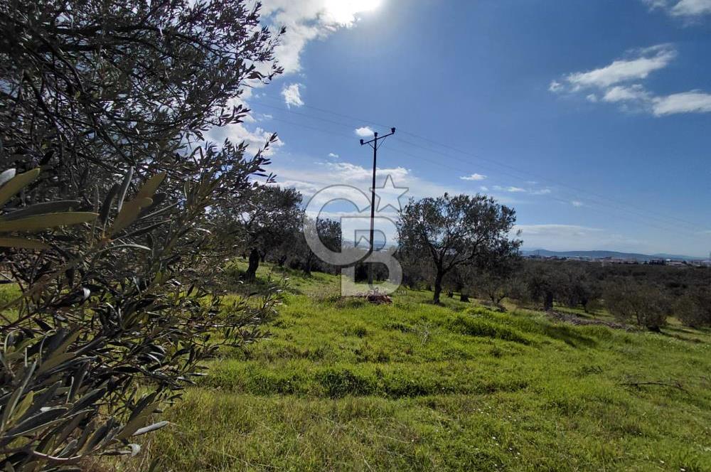 ALİAĞA YUKARIŞAKRAN’DA DENİZ MANZARALI 2.913 m² ZEYTİNLİK