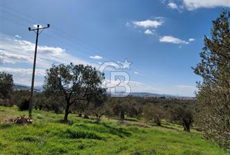 ALİAĞA YUKARIŞAKRAN’DA DENİZ MANZARALI 2.913 m² ZEYTİNLİK - 1 - 335173