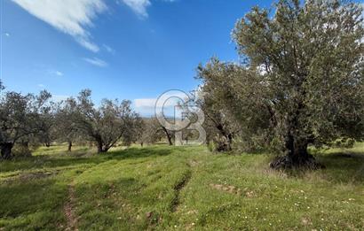 ALİAĞA YUKARIŞAKRAN’DA DENİZ MANZARALI 2.913 m² ZEYTİNLİK