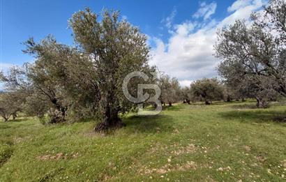 ALİAĞA YUKARIŞAKRAN’DA DENİZ MANZARALI 2.913 m² ZEYTİNLİK