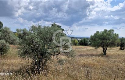 Torbalı Demirci’de Asfalt Cepheli, Fırsat Arazi!