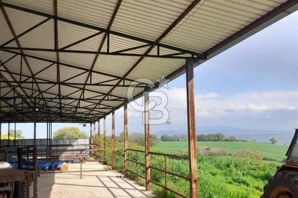 Balıkesir Manyas’ta İskânlı Anahtar teslim 600 m2 Besi Çiftliği