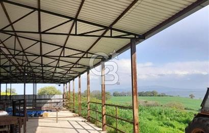 Balıkesir Manyas’ta İskânlı Anahtar teslim 600 m2 Besi Çiftliği