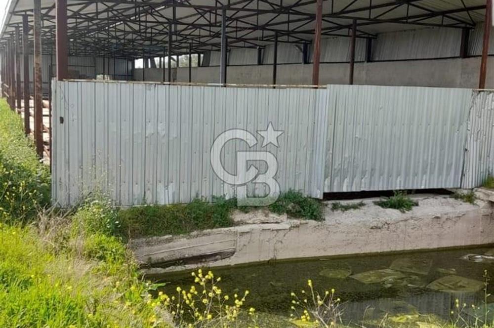 Balıkesir Manyas’ta İskânlı Anahtar teslim 600 m2 Besi Çiftliği