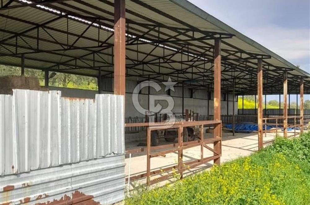 Balıkesir Manyas’ta İskânlı Anahtar teslim 600 m2 Besi Çiftliği