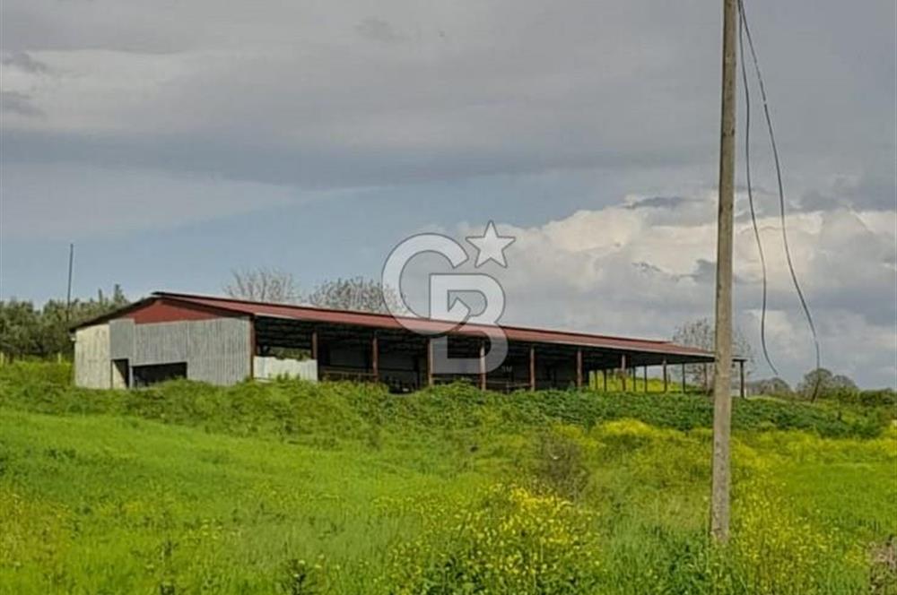 Balıkesir Manyas’ta İskânlı Anahtar teslim 600 m2 Besi Çiftliği