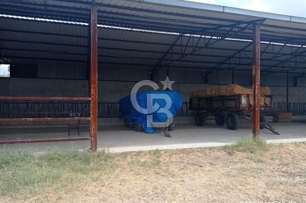 Balıkesir Manyas’ta İskânlı Anahtar teslim 600 m2 Besi Çiftliği