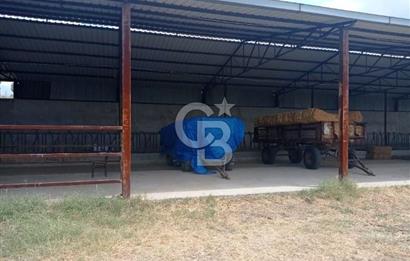 Balıkesir Manyas’ta İskânlı Anahtar teslim 600 m2 Besi Çiftliği