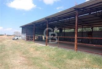 Balıkesir Manyas’ta İskânlı Anahtar teslim 600 m2 Besi Çiftliği - 1 - 335165