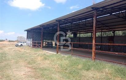 Balıkesir Manyas’ta İskânlı Anahtar teslim 600 m2 Besi Çiftliği