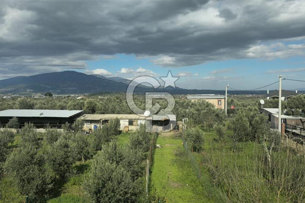 Kemalpaşa Ören’de Satılık Besi Damlı Çiftlik Evi