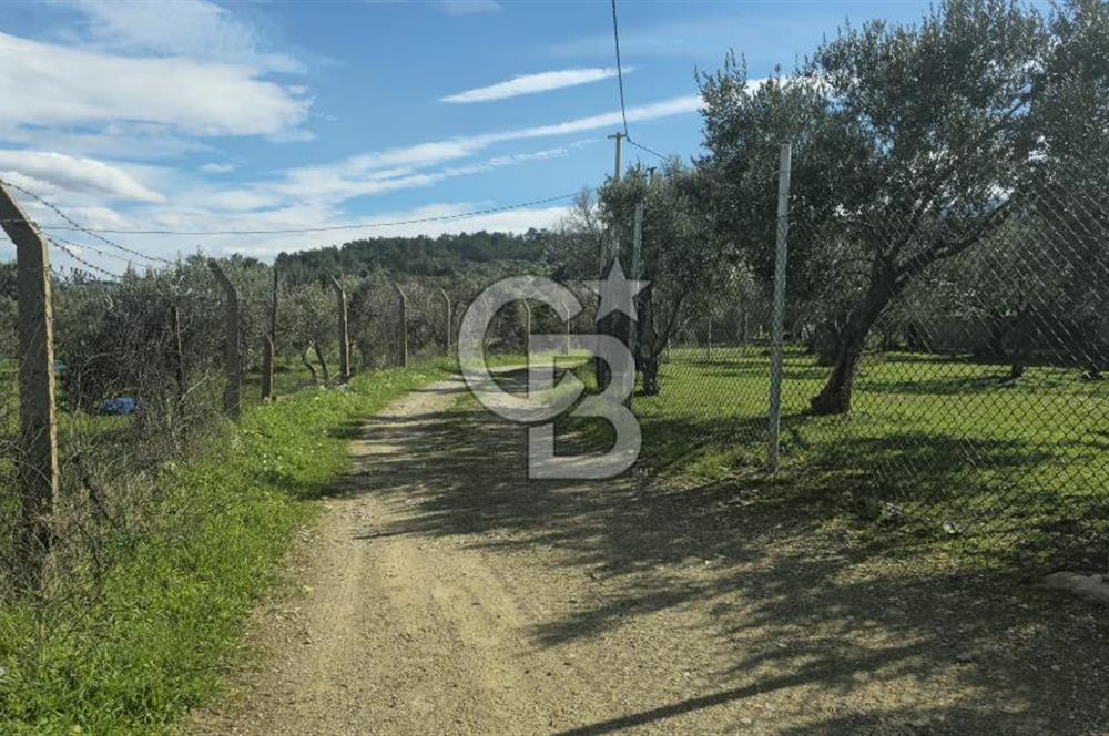 Kemalpaşa Ören’de Satılık Besi Damlı Çiftlik Evi