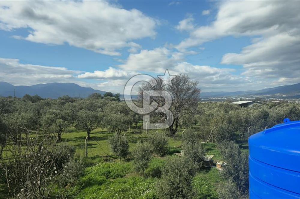 Kemalpaşa Ören’de Satılık Besi Damlı Çiftlik Evi