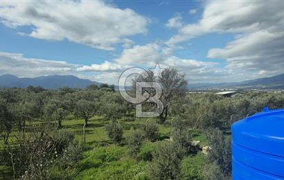 Kemalpaşa Ören’de Satılık Besi Damlı Çiftlik Evi