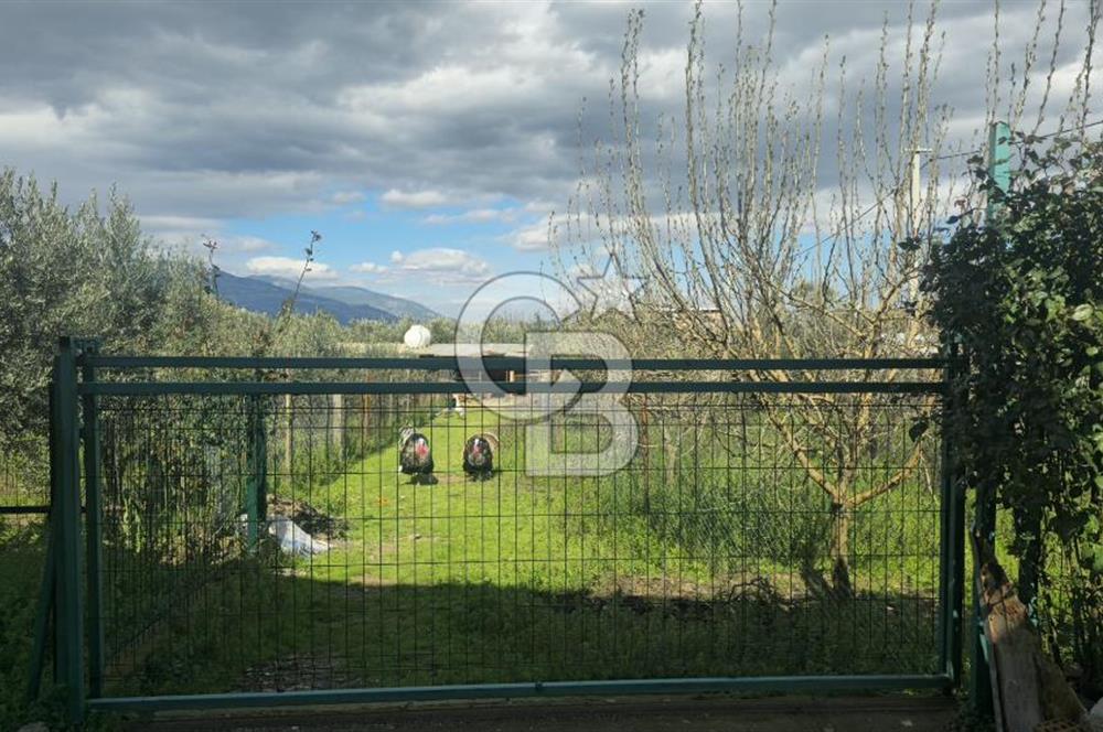 Kemalpaşa Ören’de Satılık Besi Damlı Çiftlik Evi