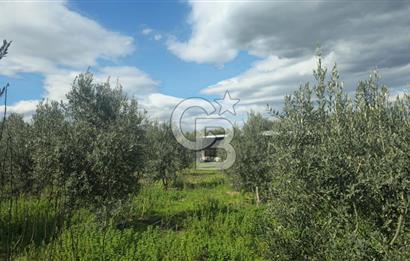 Kemalpaşa Ören’de Satılık Besi Damlı Çiftlik Evi