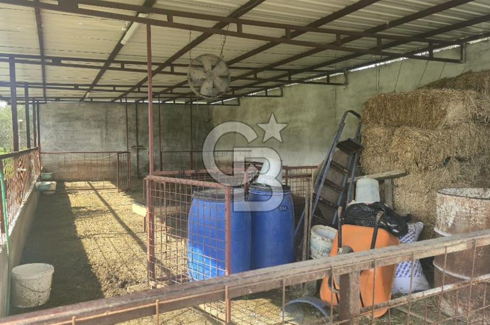 Kemalpaşa Ören’de Satılık Besi Damlı Çiftlik Evi