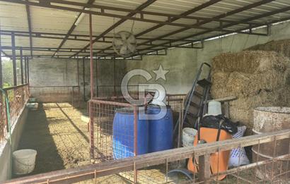 Kemalpaşa Ören’de Satılık Besi Damlı Çiftlik Evi