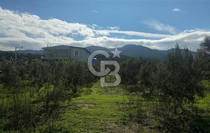 Kemalpaşa Ören’de Satılık Besi Damlı Çiftlik Evi