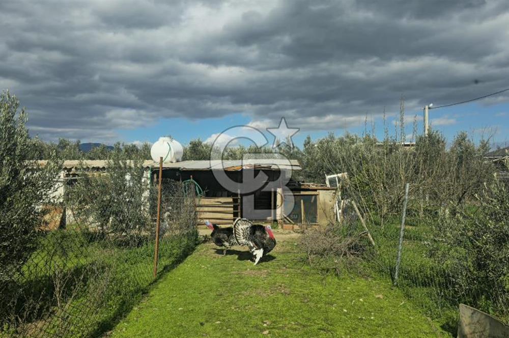 Kemalpaşa Ören’de Satılık Besi Damlı Çiftlik Evi