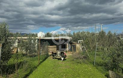 Kemalpaşa Ören’de Satılık Besi Damlı Çiftlik Evi